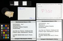 Foto (Objekt + Etiketten) von Pithonoton sp. 
